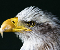 Design 198087 Canvas Prints Image