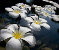 Design 202721 Canvas Prints Image