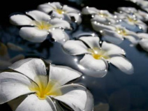 Design 203418 Canvas Prints Image