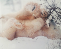 Design 208282 Canvas Prints Image