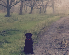 otis