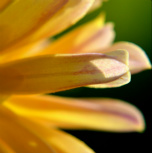 Macro flower Canvas Prints Image