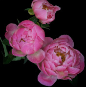 Design 277973 Canvas Prints Image