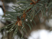 rainy day Canvas Prints Image