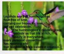 Hummingbird Canvas Prints Image