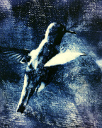 hummingbird blue